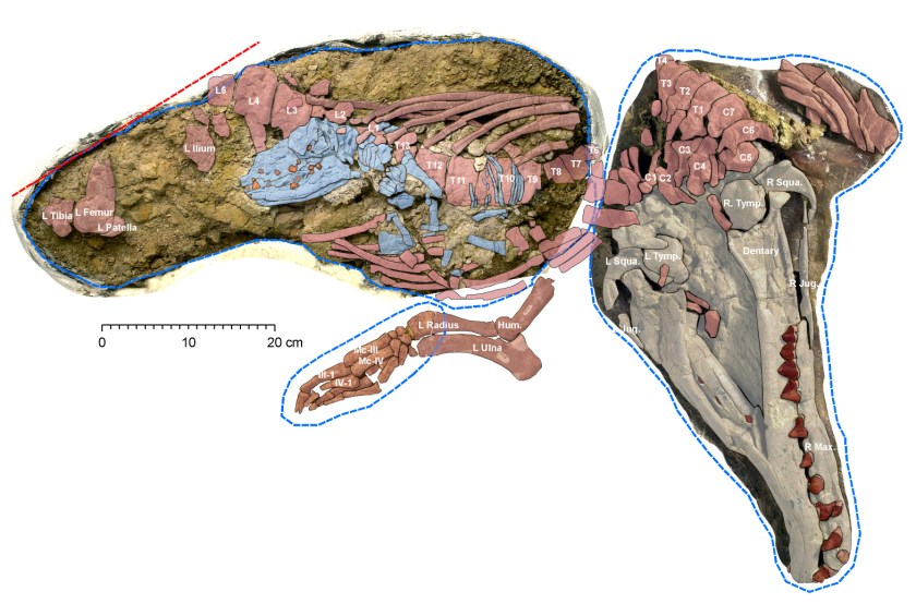מאובן של נקבת מיצטוס הקרובה להמלטת העובר שהיא נושאת בקרבה.