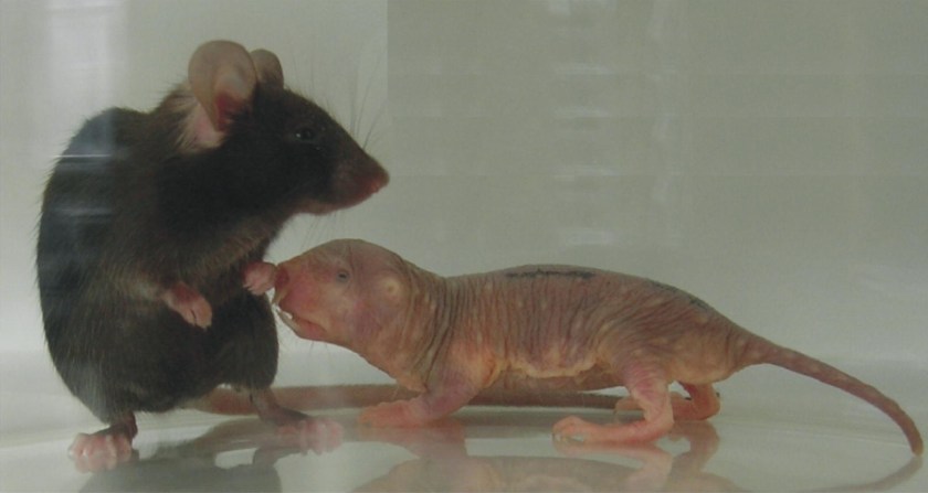 Photograph showing the similar overall size of a mouse and a naked mole-rat as well as the similar size of the hind feet.