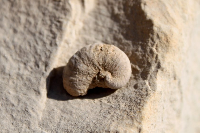 צדפה מאובנת. צילום: צחי קמארה