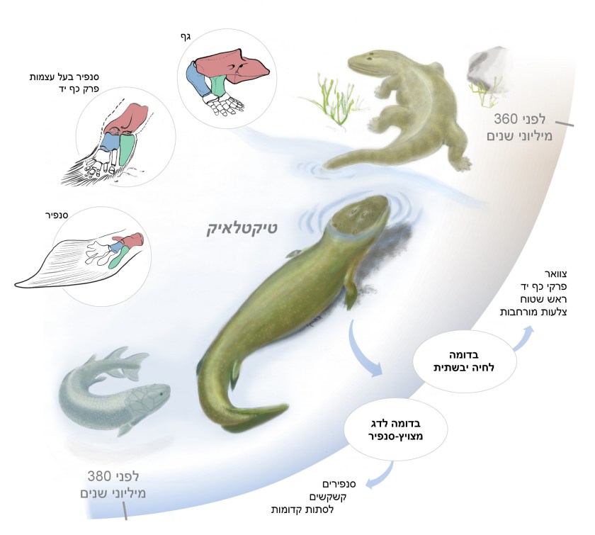טיקטלאיק ושלבי הביניים שהוא מייצג. איור: קאליופי מונויוס (Kalliopi Monoyios)