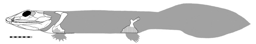 שחזור שלד הוונתסטגה.