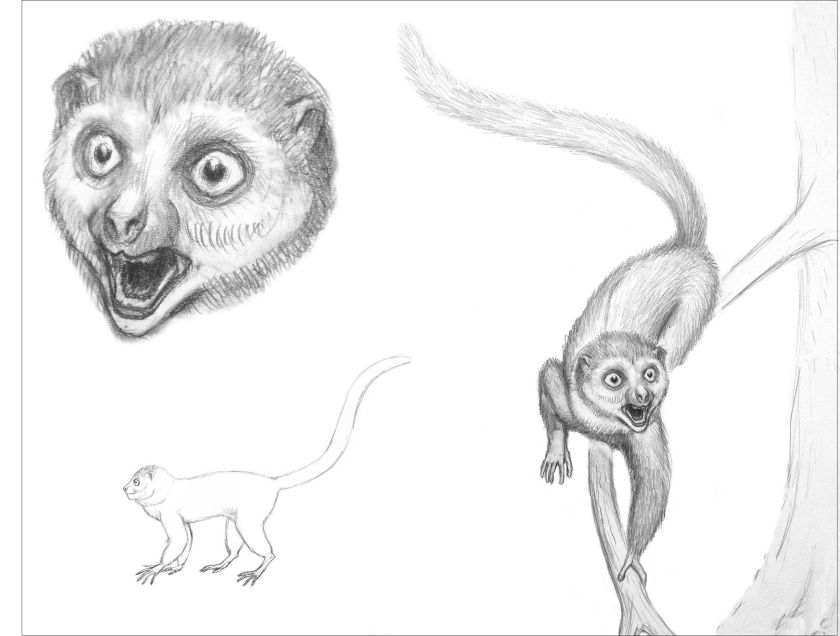 שחזור של אידה כפי שאולי נראתה בחייה. איור: Bogdan Bocianowski.