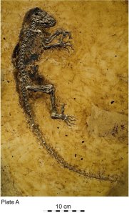 המאובן השמור להפליא של אידה.