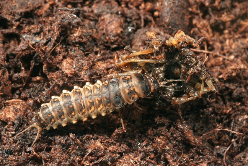 ערימת עצמות של קרפדה ירוקה שנטרפה על ידי זחל של אפומיס. צילום: גיל וויזן. מתוך המאמר ב-PLOS ONE