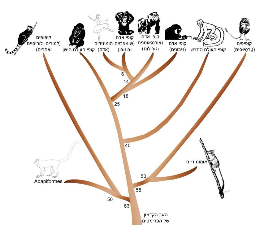 עץ אבולוציוני מופשט של הפרימטים.