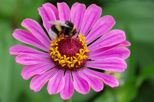 דבורת בומבוס, "עם פסים שחורים וצהובים וישבן לבן", אוספת צוף מציניה עדינה. צילום: Simon Koopmann, מתוך ויקימדיה.