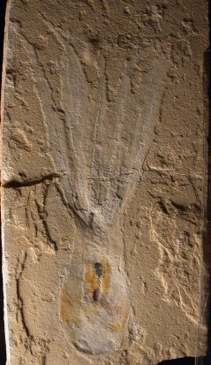 מאובן שנתגלה בלבנון של התמנון Keuppia levante