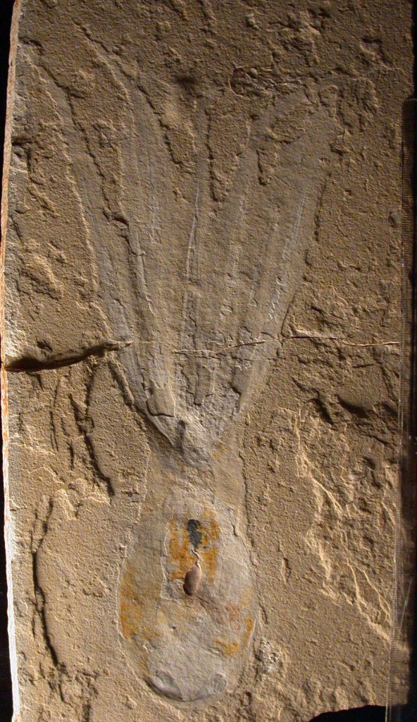 מאובן שנתגלה בלבנון של התמנון Keuppia levante