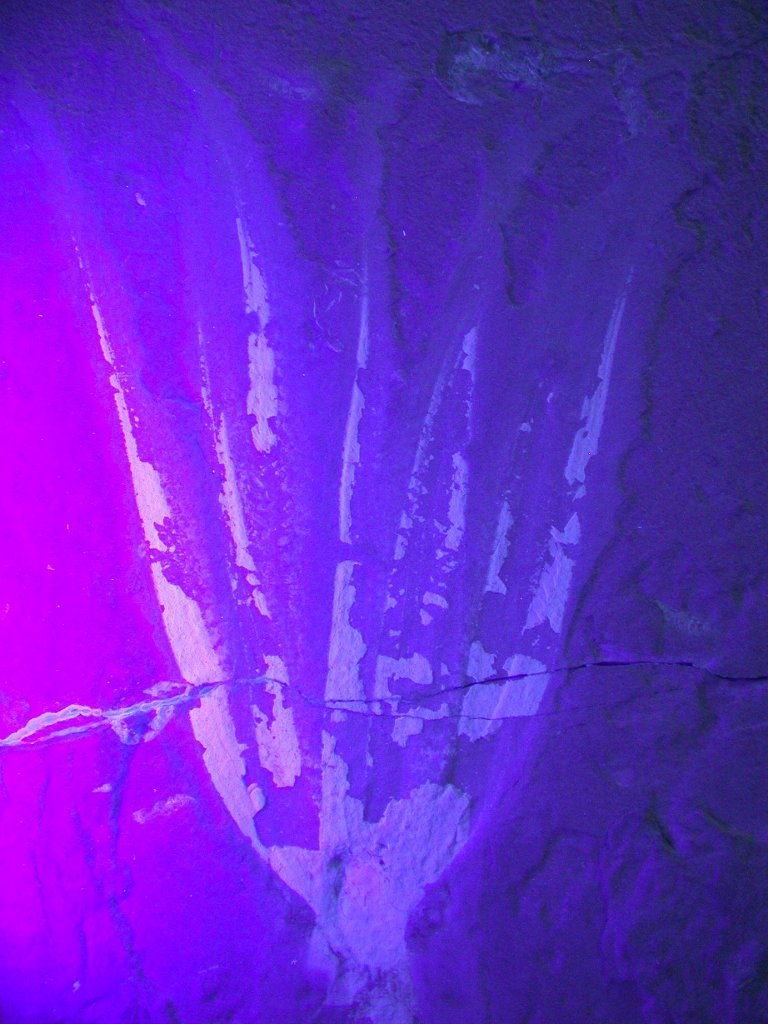 תצלום בקרינה על-סגולה (UV) של זרועות Keuppia levante