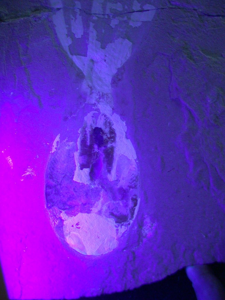 תצלום בקרינה על-סגולה (UV) של ראשו וגופו של Keuppia levante