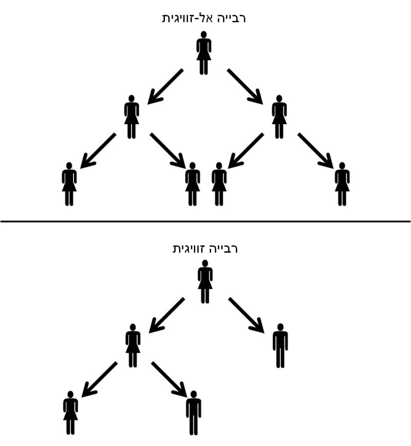קצב ההתרבות של בעל חיים המתרבה באופן אל-זוויגי כפול משל בעל חיים זוויגי.