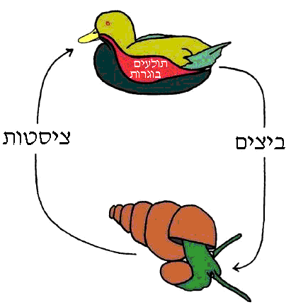 מחזור החיים של התולעת <em>Microphallus</em>
