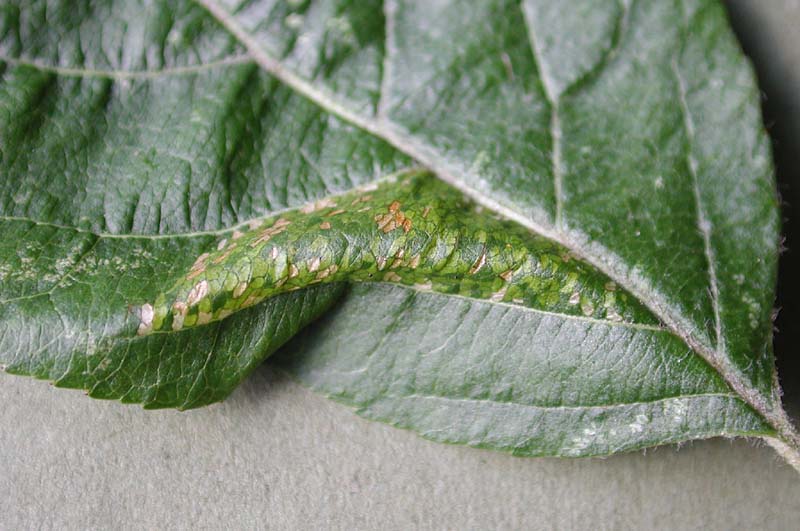 מראה מנהרה שחפר זחל העש בעלה תפוח. צילום: Ian Kimber