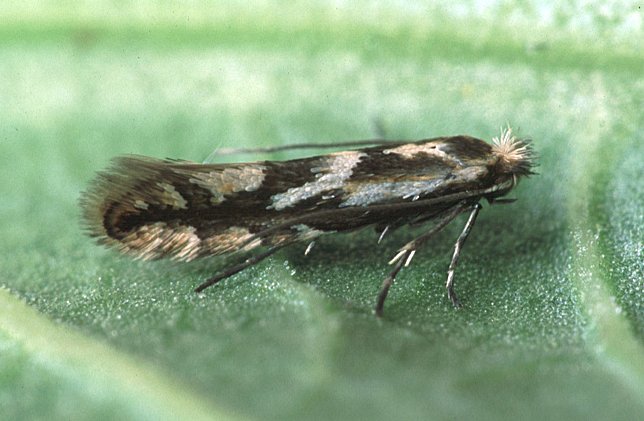 עש בוגר מהמין Phyllonorycter blancardella. צילום: Ian Kimber
