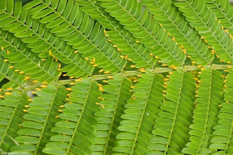 עלעלי השיטה Acacia hindsii וגופיפי מזון בקצותיהם.