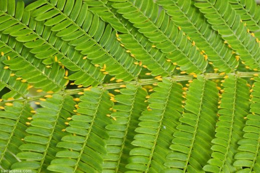 עלעלי השיטה Acacia hindsii וגופיפי מזון בקצותיהם.