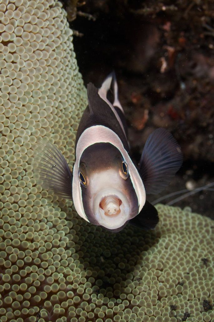 שׁוֹשַׁנּוּן שלשונו הוחלפה בסרטן אוכל הלשון