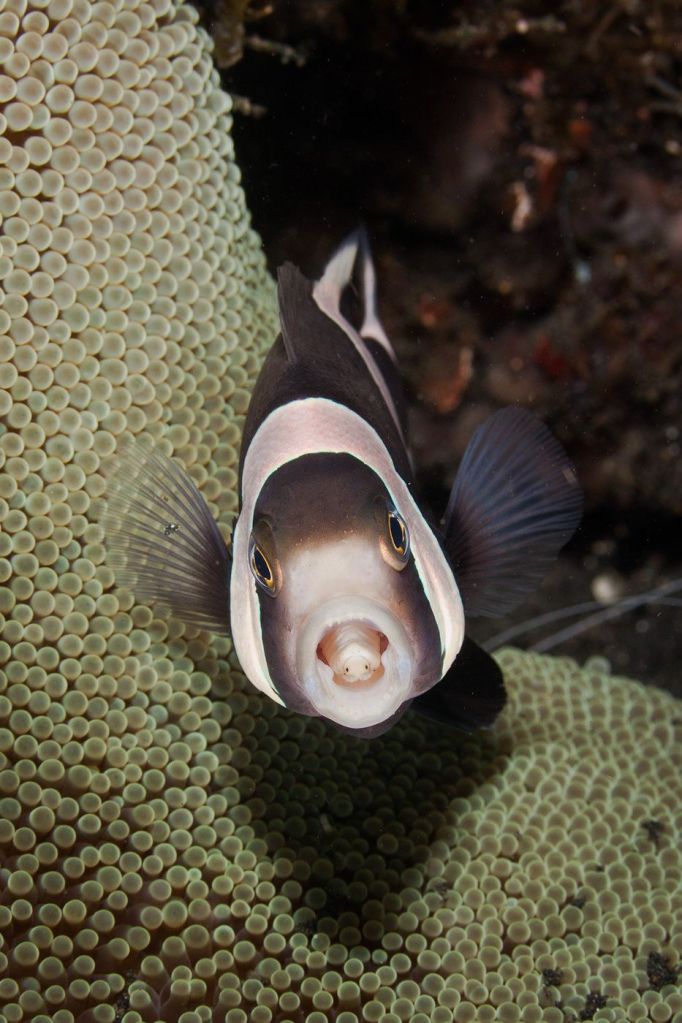 שׁוֹשַׁנּוּן שלשונו הוחלפה בסרטן אוכל הלשון