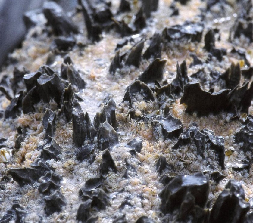 תמונת תקריב של מאות כיני לווייתן המצויות בין ועל הבליטות השחורות ודמויות היבלת על ראש הלווייתן