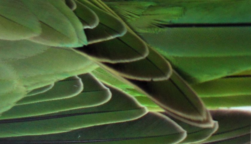 נוצות תוכי ירוקות