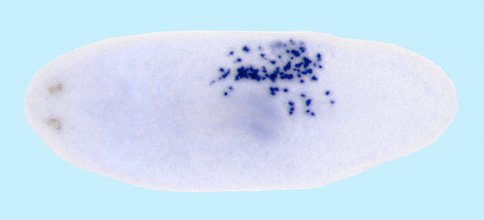 פלנריה שהוקרנה כדי להשמיד את מרבית תאיה המתחלקים להוציא תאי הגזע הנדירים, c-Neoblasts. לאחר 14 יום מושבות של תאים אלה (הכתמים הכהים) התחילו להתפשט בגוף התולעת.