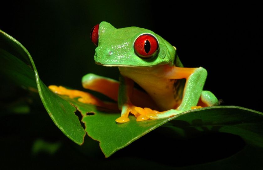 זכר אילנית אדומת עין