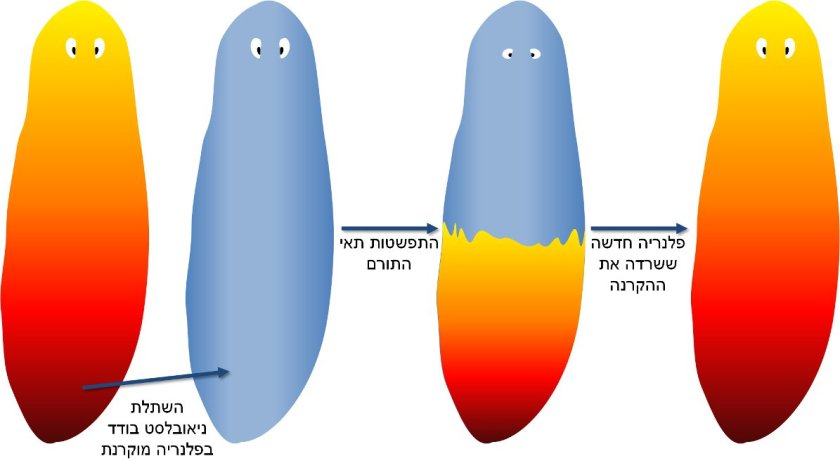 פלנריה גוססת לאחר שהוקרנה זוכה לחיים חדשים, כמו עוף החול, עקב השתלה של תא גזע בודד מפלנריה אחרת.