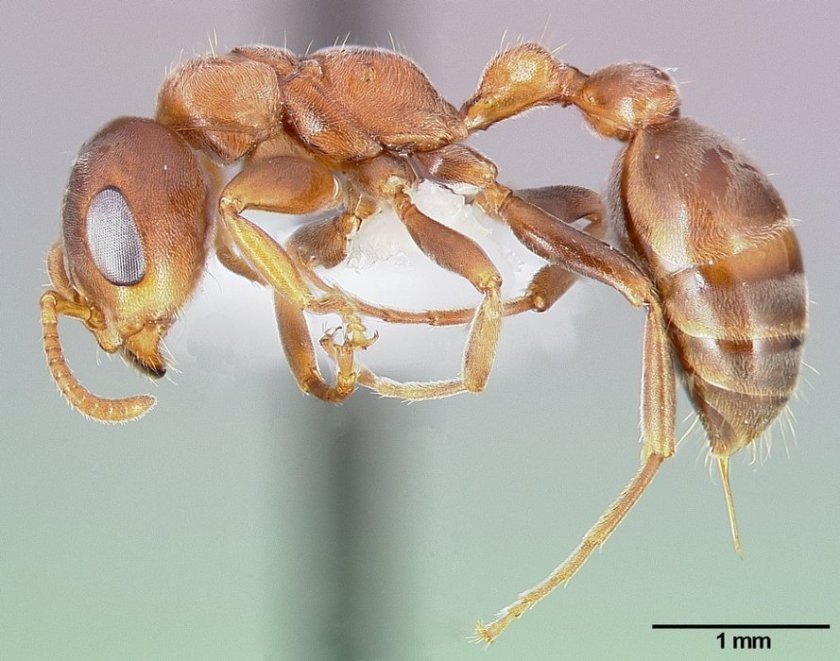 נמלה מהמין Pseudomyrmex ferrugineus. צילום: April Nobile/AntWeb.org, CC-BY-SA