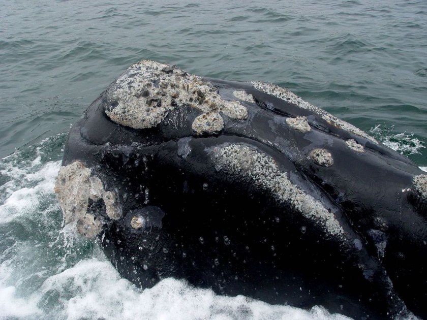 ראש של לווייתן ממשפחת הבלניים שעליו נראות בבירור כיני הלווייתן