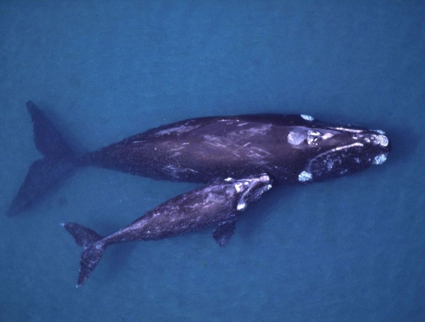 נקבת בָּלֶנה עם גורה. אפשר להבחין בכתמים הלבנים שיוצרים כיני הלווייתן, שהם סרטנים טפילים שהתיישבו באזורים דמויי היבלת על ראשם.