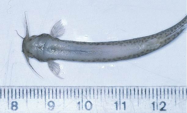 קנדירו, הדג הערפדי, במבט מן הגחון