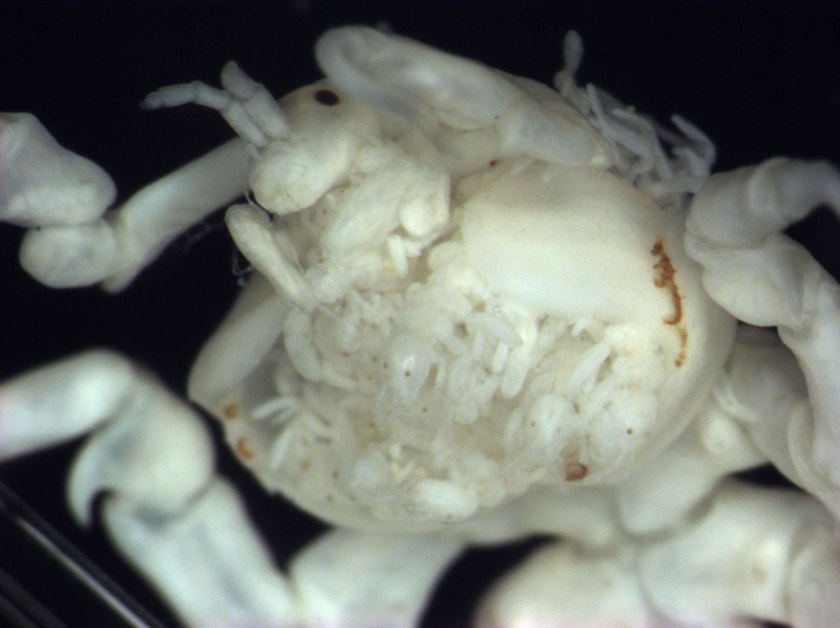 כינת לווייתן בעת השרצה