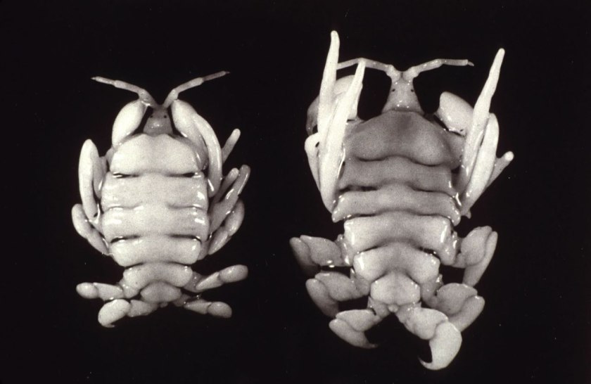 כיני לווייתן מהמין Cyamus ovalis היושב על ראש הבלניים