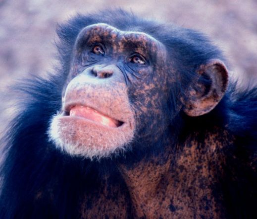 שימפנזה צעיר