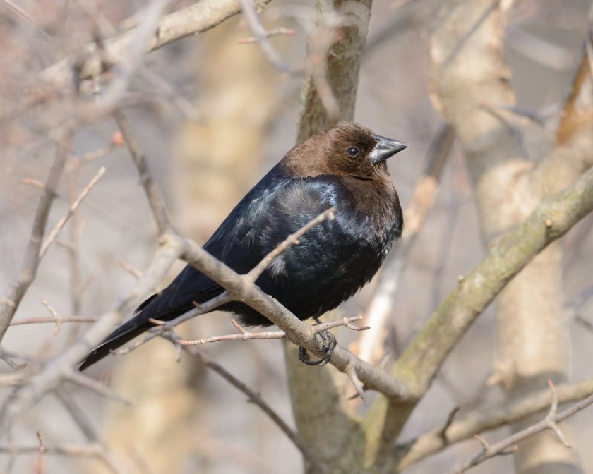 זכר של ציפור בקר חומת-ראש