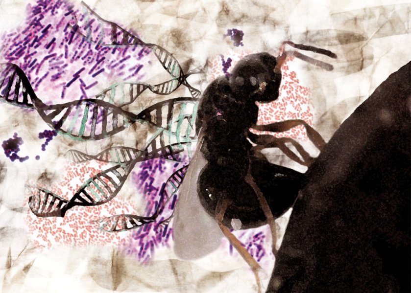 נסוניה "הולוגנום"