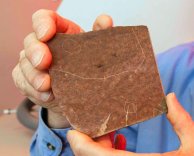 סלע פצלים ובו מאובן היתושה