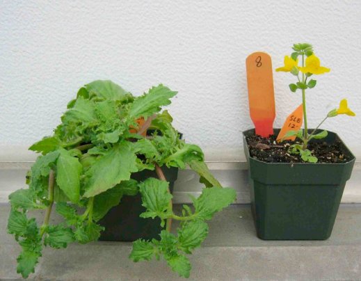 מימולוס צהוב מהטיפוס האקולוגי הרב-שנתי והחד-שנתי