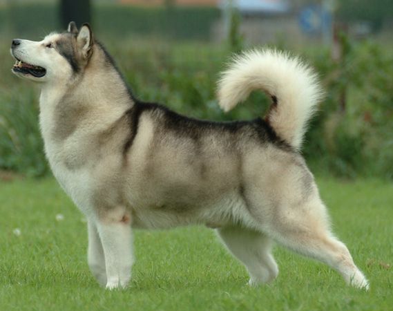 אלסקן מלמוט