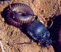 חיפושית זבל מהמין Deltochilum valgum גוררת רב-רגל