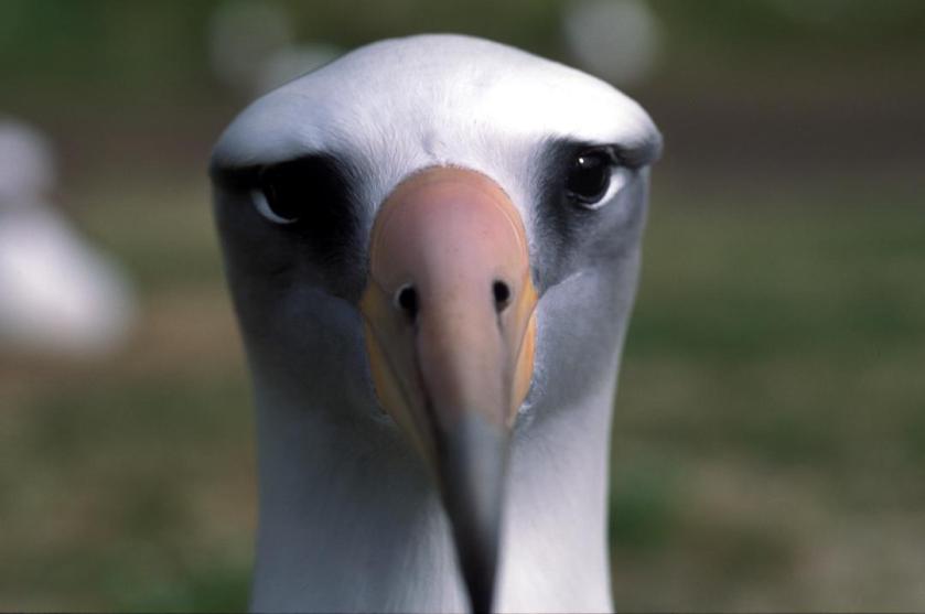 אלבטרוס מלייזאן, צילום ראש.