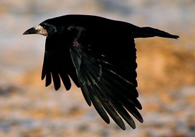 עורב מזרע במעוף