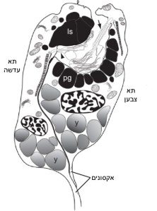 עינית (עין) של הלרווה המורכבת משני תאי עצב: תא עדשה קולט אור ותא צבען