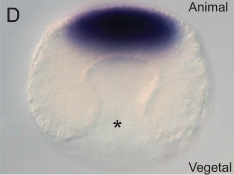 עובר (גסטרולה) של הזרוע-רגליים. החלק הצבוע מייצג את מקום הביטוי של האופסין הריסני