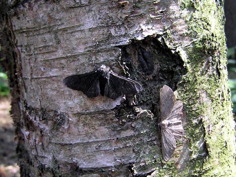 עש בהיר ועש כהה ביער נקי מזיהום