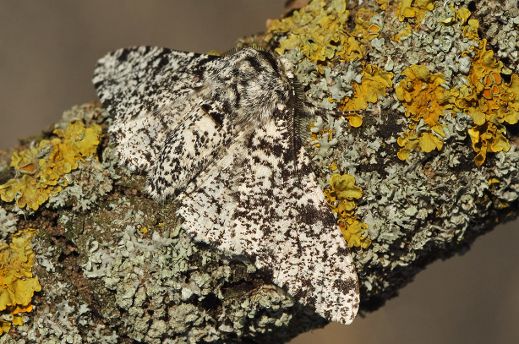 עש פלפל בהיר