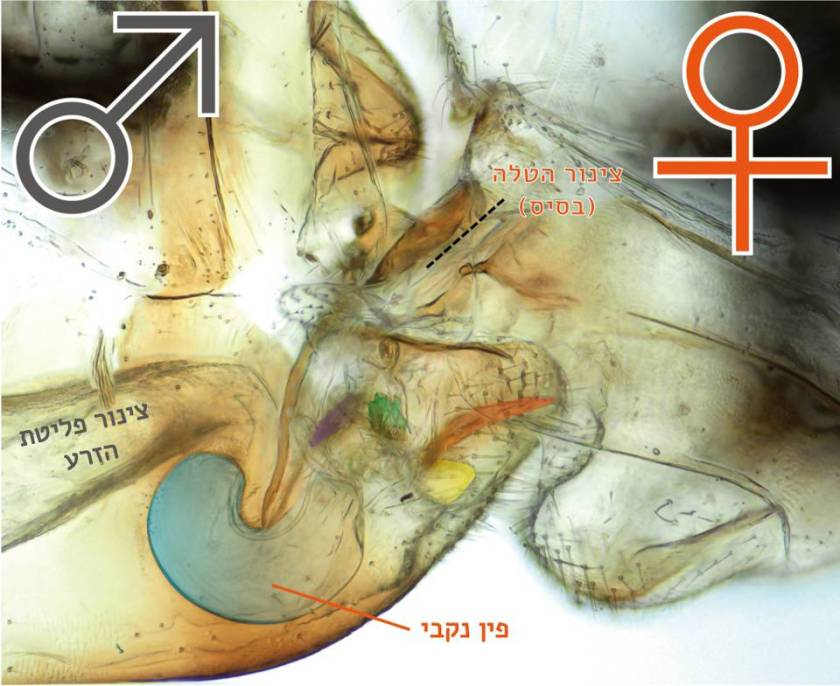 חתך של החרקים בעת הזדווגות. אפשר לראות את הפין התפוח של הנקבה (כחול) בתוך גוף הזכר