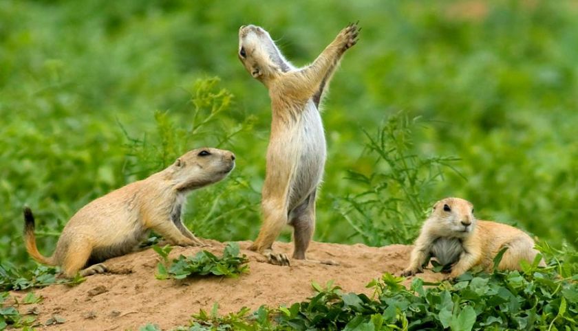 קפיצה-צווחה של גורי נבחניות