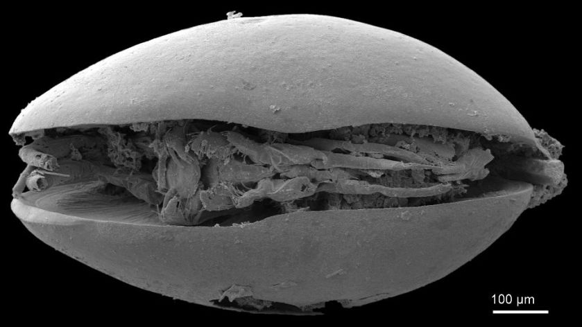 תמונת מיקרוסקופ אלקטרוני של צדפונית מאובנת