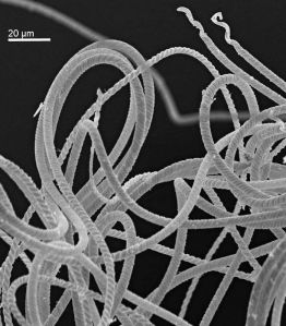 זרעוני ענק של צדפונית